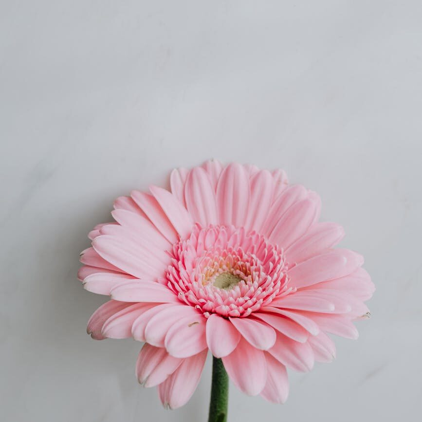 delicate blooming gerbera on marble tabletop in studio