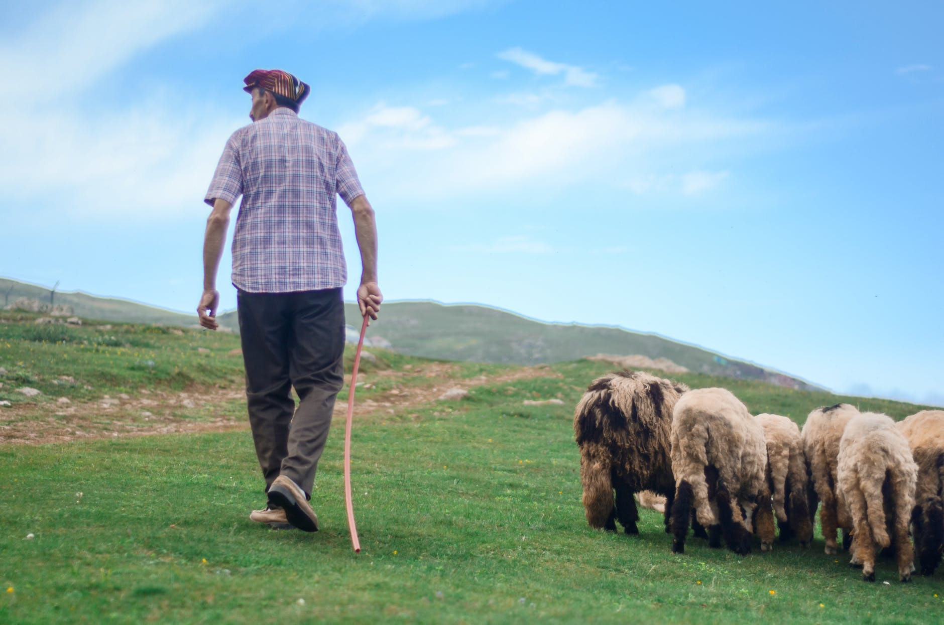back view photo of shepherd walking his flock of sheep in grass field