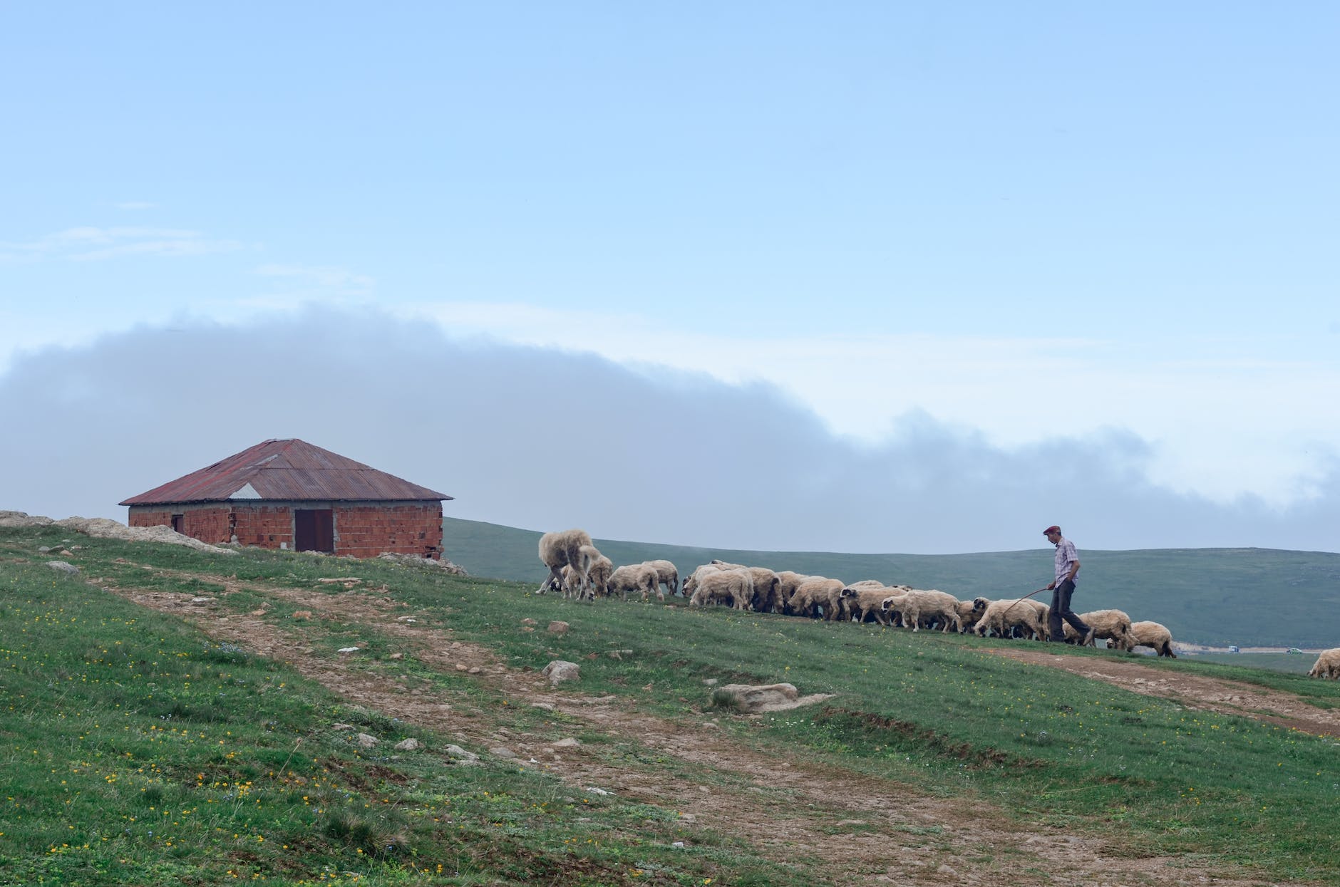 photo of shepherd walking his flock of sheep in grass field next to a brick house